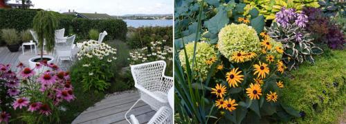 Цветы для клумбы неприхотливые. Многолетние цветы для дачи