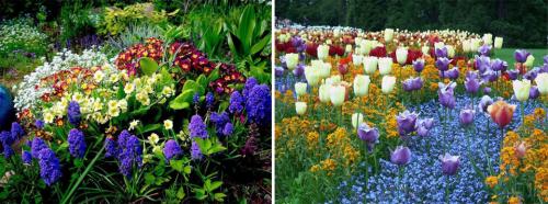 Цветы для клумбы неприхотливые. Многолетние цветы для дачи