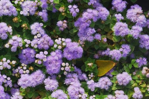 Низкорослые многолетние цветы для клумбы. Низкорослые многолетние и однолетние цветы для клумбы: фото и названия