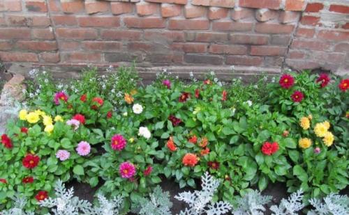 Низкорослые многолетние цветы для клумбы. Низкорослые многолетние и однолетние цветы для клумбы: фото и названия