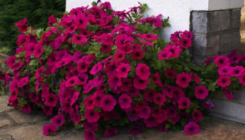 Низкорослые многолетние цветы для клумбы. Низкорослые многолетние и однолетние цветы для клумбы: фото и названия