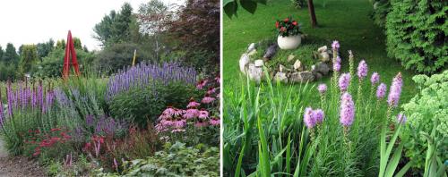 Цветы для клумбы неприхотливые. Многолетние цветы для дачи