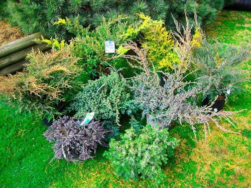 Миксбордер из кустарников и многолетников схемы. Варианты компоновки  хвойного миксбордера