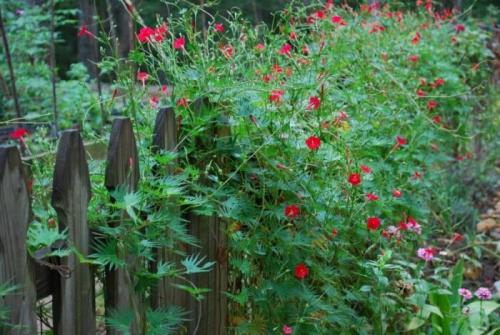 Какие цветы посадить вдоль забора, чтобы цвели все лето. Общие рекомендации желающим украсить забор, строения, участок.