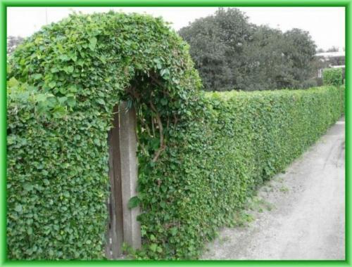 Какие цветы посадить вдоль забора, чтобы цвели все лето. Общие рекомендации желающим украсить забор, строения, участок.