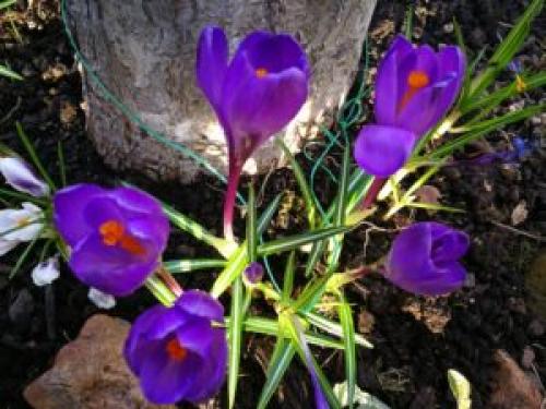 Что посадить под деревьями в саду для красоты. 8 красивых цветов для посадки под деревьями