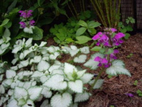 Что посадить под деревьями в саду для красоты. 8 красивых цветов для посадки под деревьями