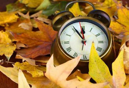 Какие кустарники можно посадить осенью. Какие деревья и кустарники лучше сажать осенью и почему? 03