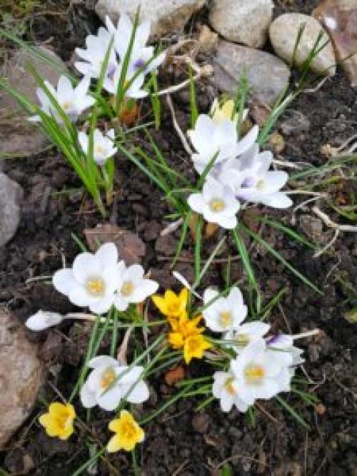 Что посадить под деревьями в саду для красоты. 8 красивых цветов для посадки под деревьями