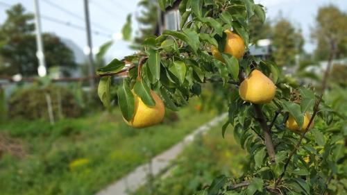 Какие кустарники можно посадить осенью. Какие деревья и кустарники лучше сажать осенью и почему? 06