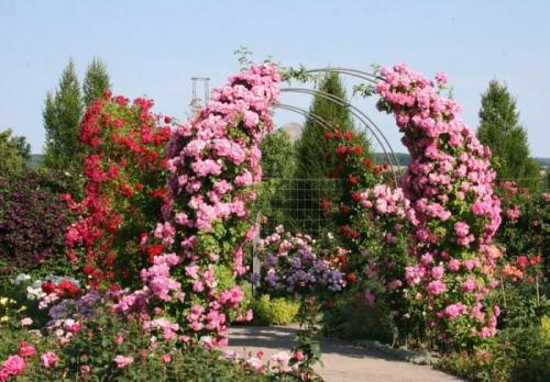 Какие цветы посадить вдоль забора, чтобы цвели все лето. Общие рекомендации желающим украсить забор, строения, участок.