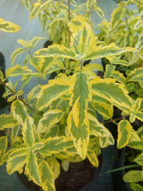 Какие декоративные кустарники можно посадить осенью. Какие кустарники посадить в саду для осеннего цветения?