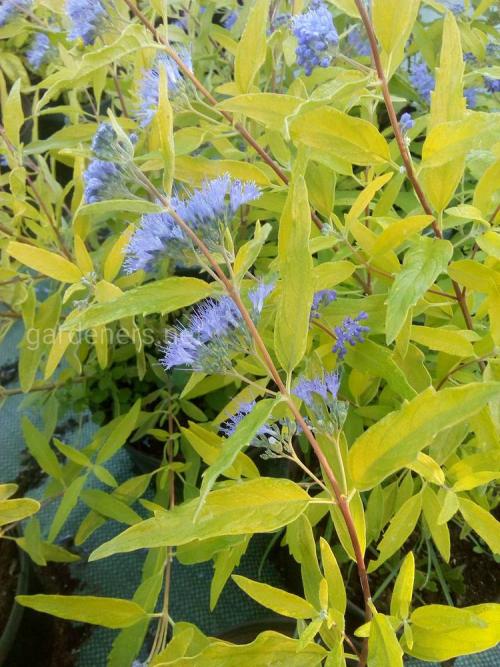 Какие декоративные кустарники можно посадить осенью. Какие кустарники посадить в саду для осеннего цветения?