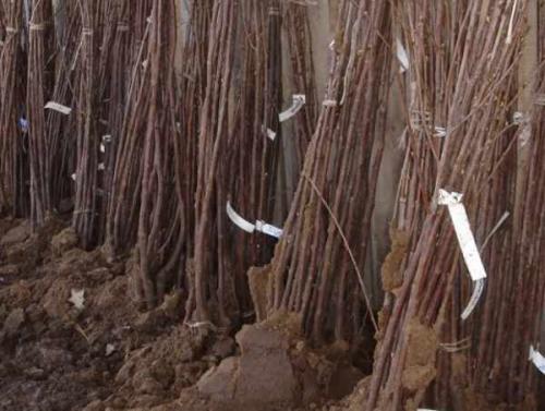 До какого времени можно сажать деревья осенью. Какие плодовые деревья и кустарники сажают осенью 16 До какого времени можно сажать деревья осенью. Какие плодовые деревья и кустарники сажают осенью 16