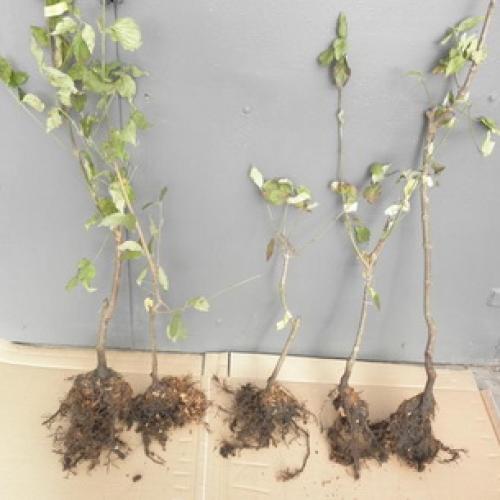 До какого времени можно сажать деревья осенью. Какие плодовые деревья и кустарники сажают осенью 04