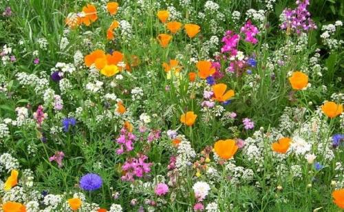 Какой газон лучше посадить на даче. Как понять, какой газон нужен 06 Какой газон лучше посадить на даче. Как понять, какой газон нужен 06