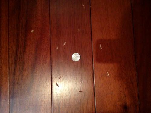 Как выпрямить паркетную доску. Как убрать вмятины на паркете