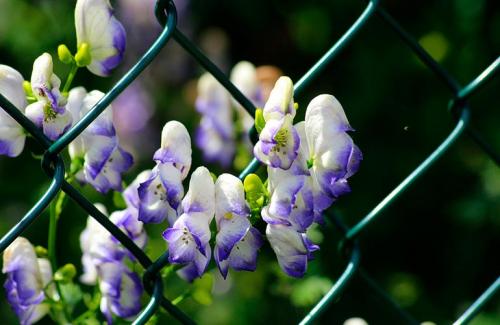 Вьющиеся растения для забора. Популярные виды