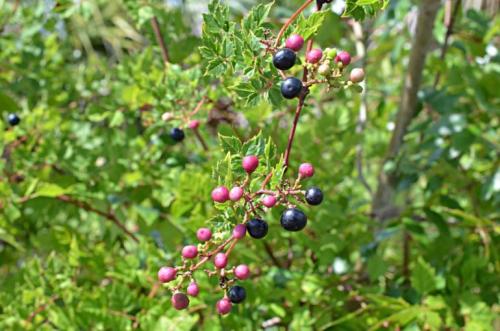 Вьющиеся растения для забора. Популярные виды