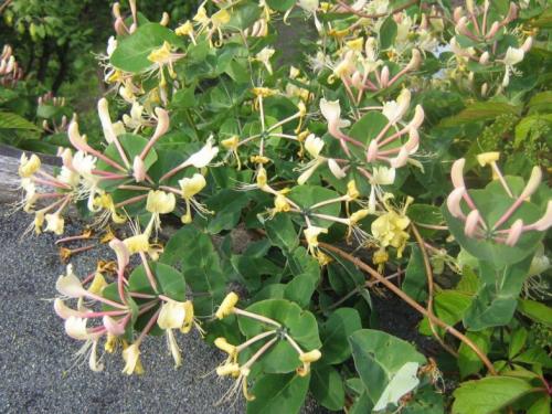 Травянистые лианы. Лианы на даче — быстрорастущие для забора, фото вьющихся растений, какие можно посадить на даче, какие используют для озеленения