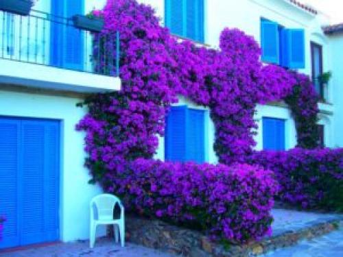 Многолетние вьющиеся растения для беседки.. Озеленение беседки – многолетние вьющиеся растения 11