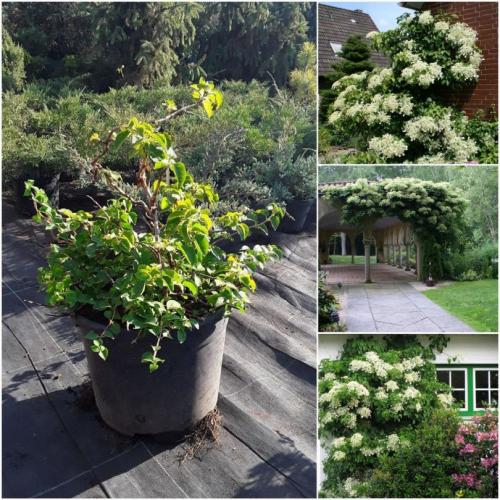 9 лучших древесных лиан для дизайна сада. Лианы для сада — необычное оформление и красивый дизайн из множество разных видов!