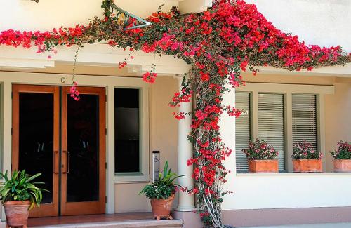 Быстрорастущие лианы для сада. Популярные виды