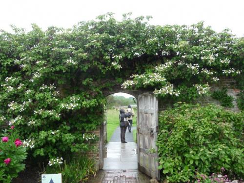 Травянистые лианы. Лианы на даче — быстрорастущие для забора, фото вьющихся растений, какие можно посадить на даче, какие используют для озеленения