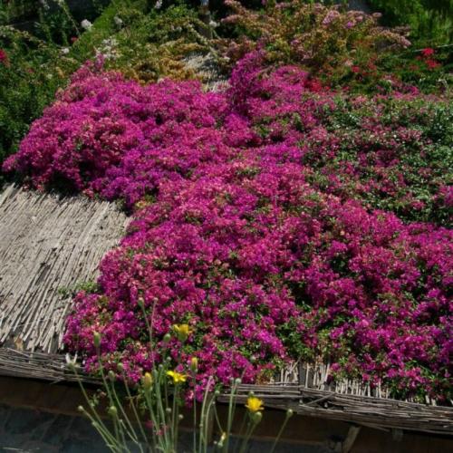 Травянистые лианы. Лианы на даче — быстрорастущие для забора, фото вьющихся растений, какие можно посадить на даче, какие используют для озеленения