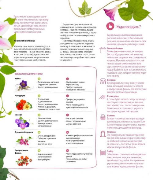 Травянистые лианы. Лианы на даче — быстрорастущие для забора, фото вьющихся растений, какие можно посадить на даче, какие используют для озеленения