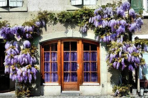 9 лучших древесных лиан для дизайна сада. Лианы для сада — необычное оформление и красивый дизайн из множество разных видов!