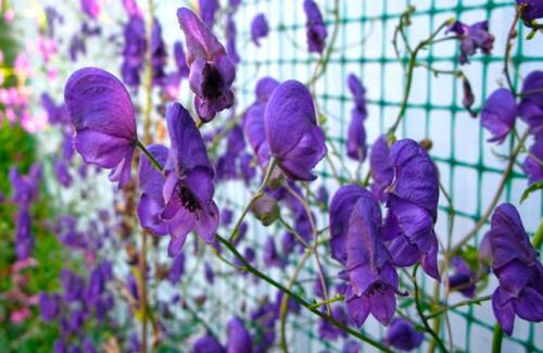 Многолетние вьющиеся растения для забора. Популярные виды