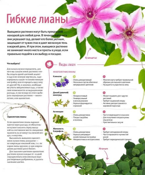 Травянистые лианы. Лианы на даче — быстрорастущие для забора, фото вьющихся растений, какие можно посадить на даче, какие используют для озеленения