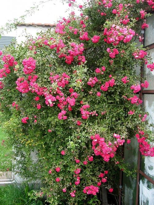 Травянистые лианы. Лианы на даче — быстрорастущие для забора, фото вьющихся растений, какие можно посадить на даче, какие используют для озеленения