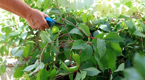 Как укоренить декоративный виноград. Как легко и просто черенками размножить девичий виноград: режем весной и летом