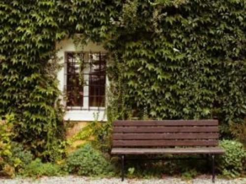 Многолетние вьющиеся растения для беседки.. Озеленение беседки – многолетние вьющиеся растения 12