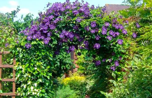 Многолетние вьющиеся растения для забора. Популярные виды