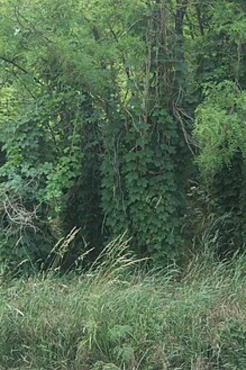 9 лучших древесных лиан для дизайна сада. Лианы для сада — необычное оформление и красивый дизайн из множество разных видов! 24