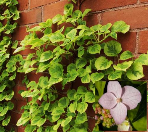 9 лучших древесных лиан для дизайна сада. Лианы для сада — необычное оформление и красивый дизайн из множество разных видов!