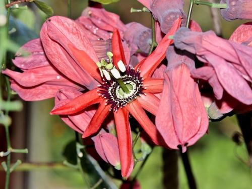 Травянистые лианы. Лианы на даче — быстрорастущие для забора, фото вьющихся растений, какие можно посадить на даче, какие используют для озеленения