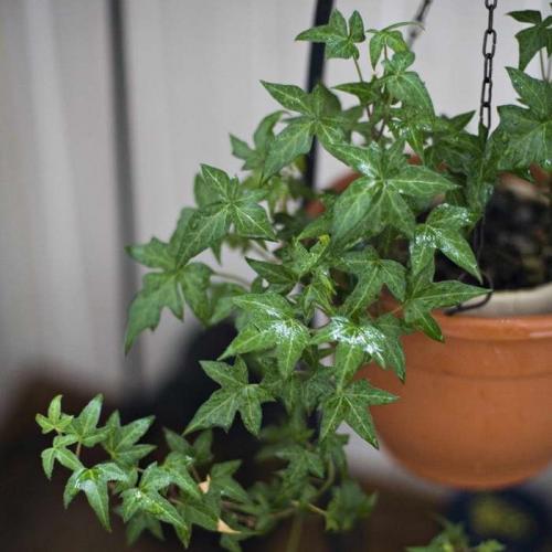 Вьющиеся комнатные растения: названия. Вьющиеся комнатные растения: применение в домашних условиях, на участке, в саду и в ландшафтном дизайне (130 фото)