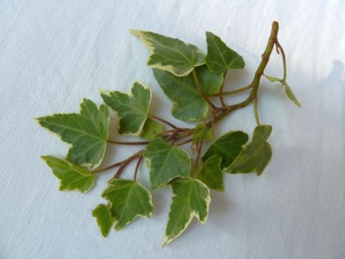 Вьющиеся комнатные растения: названия. Вьющиеся комнатные растения: применение в домашних условиях, на участке, в саду и в ландшафтном дизайне (130 фото)