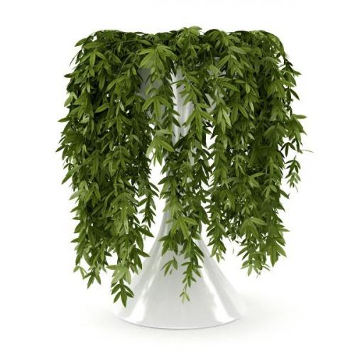 Вьющиеся комнатные растения с мелкими листьями. Интерьер вашего дома с вьющимися комнатными цветами