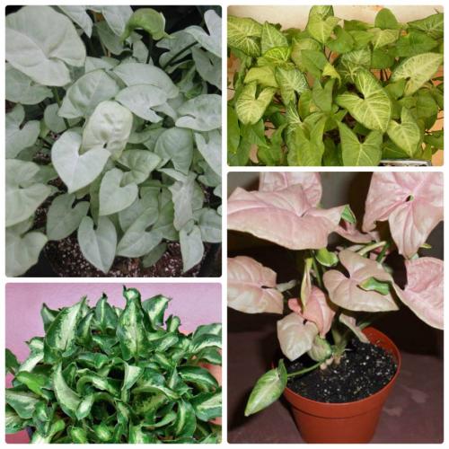 Вьющиеся комнатные растения: названия. Вьющиеся комнатные растения: применение в домашних условиях, на участке, в саду и в ландшафтном дизайне (130 фото)