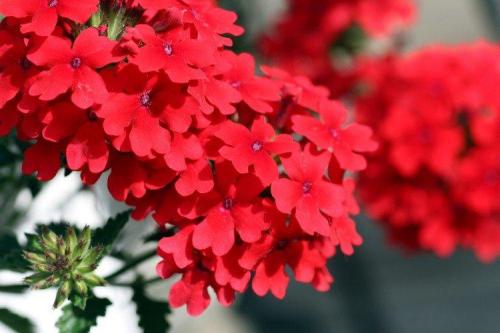 Висячие цветы названия. Ампельные цветы: фото, названия и описания (каталог)