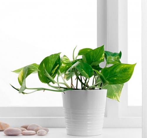 Вьющиеся комнатные растения: названия. Вьющиеся комнатные растения: применение в домашних условиях, на участке, в саду и в ландшафтном дизайне (130 фото)