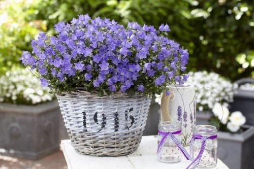 Висячие цветы названия. Ампельные цветы: фото, названия и описания (каталог)