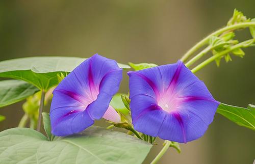Вьющиеся однолетние растения для забора. Вьющиеся растения для забора, беседок и стен – выбираем среди однолетников