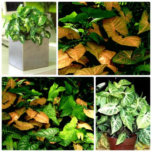 Вьющиеся комнатные растения: названия. Вьющиеся комнатные растения: применение в домашних условиях, на участке, в саду и в ландшафтном дизайне (130 фото)