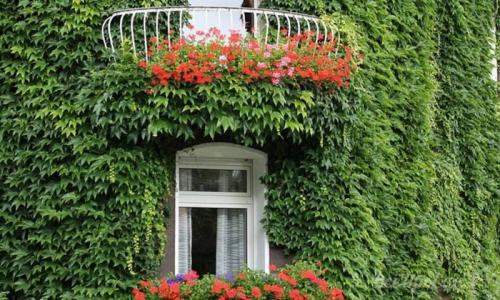 Вьющиеся цветы. Многолетние вьюны с декоративными листьями